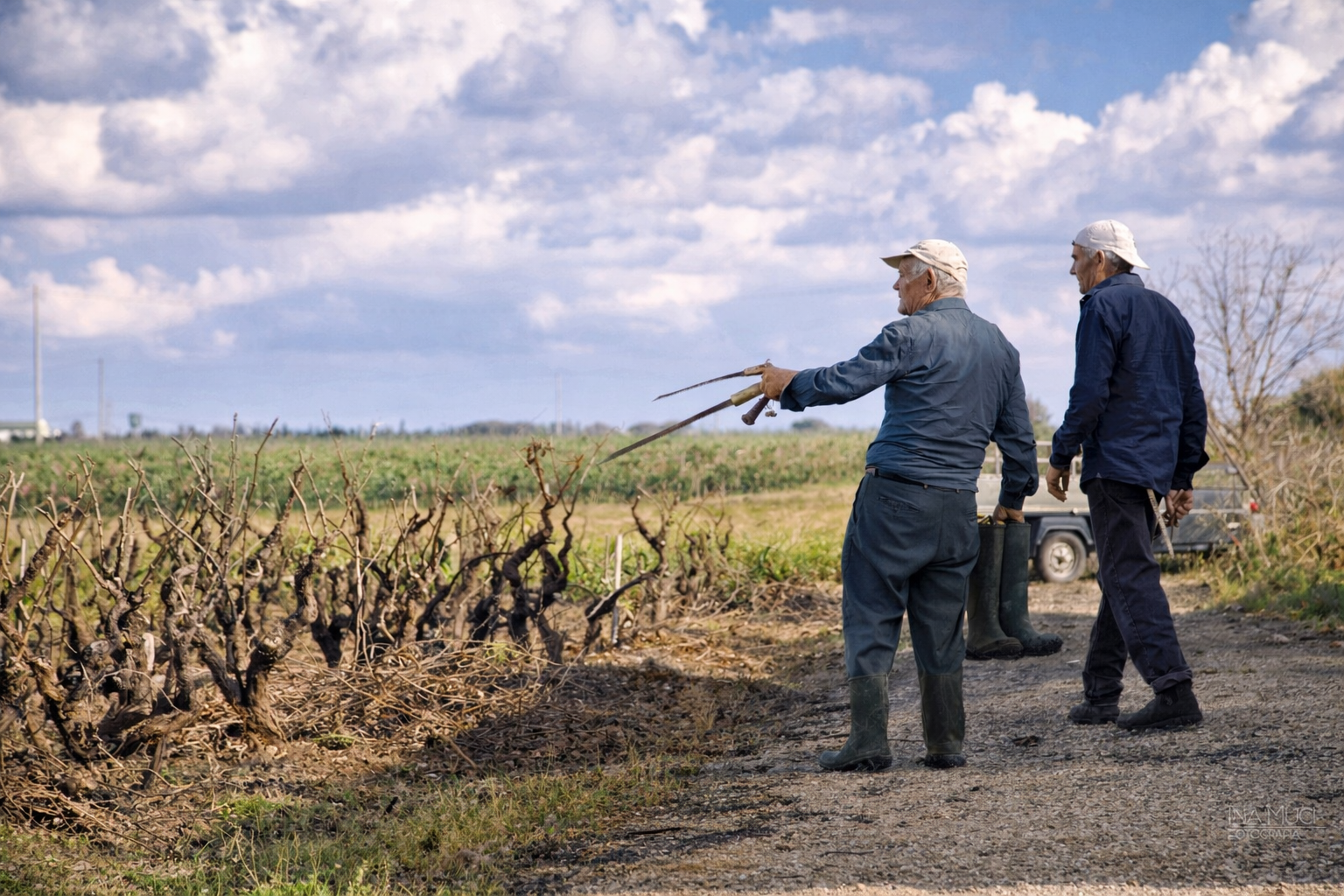Weinrebenpflege