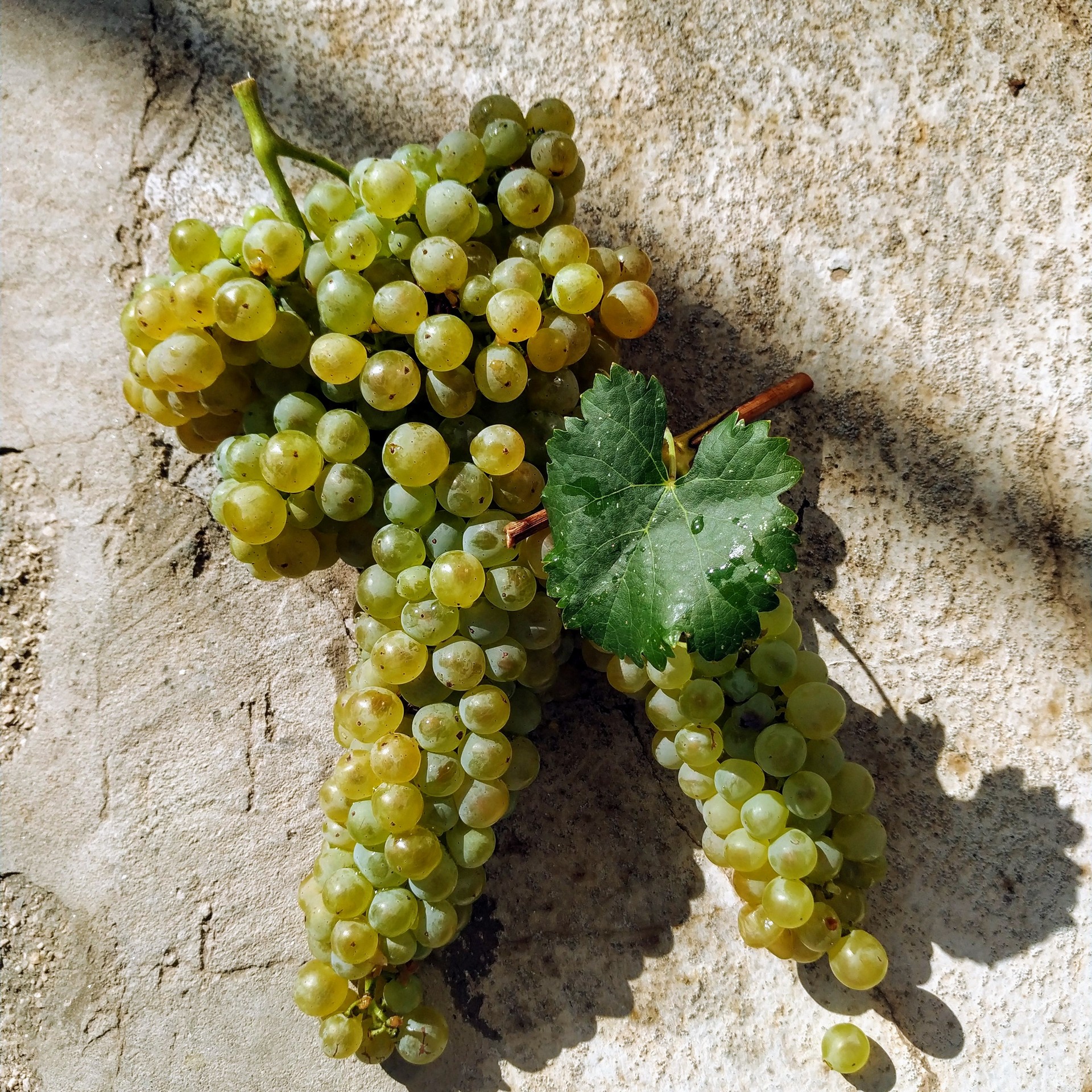 Weinberge in Salento, Apulien